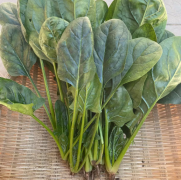菠菜新鲜当季时令蔬菜农家自种火锅配菜