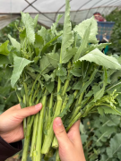 四川油菜苔新鲜农家自种、现摘青菜