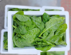 木耳菜软浆叶新鲜现摘豆腐菜农家自种时令蔬菜