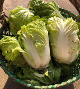 苏北农家本地霜冻冬季大白菜新鲜微甜