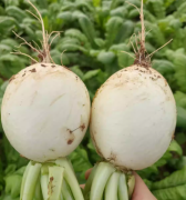 四川圆宝白萝卜农家自种新鲜圆白萝卜